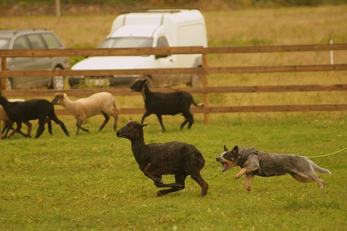 Artikkel Kuidas Greta lammaste karjatamist õppis 3