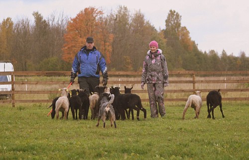 Artikkel Kuidas Greta lammaste karjatamist õppis 4
