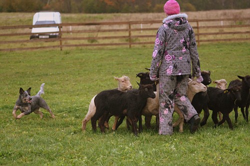 Artikkel Kuidas Greta lammaste karjatamist õppis 5
