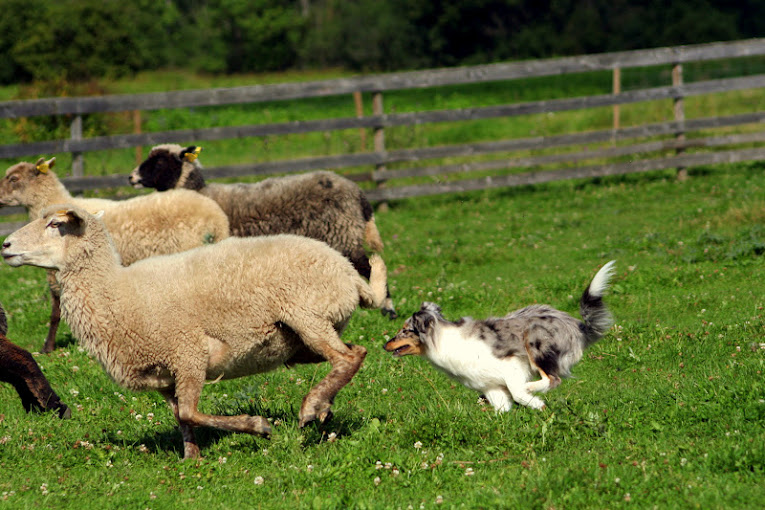 LKET karjatamispäev shetlandi lambakoer